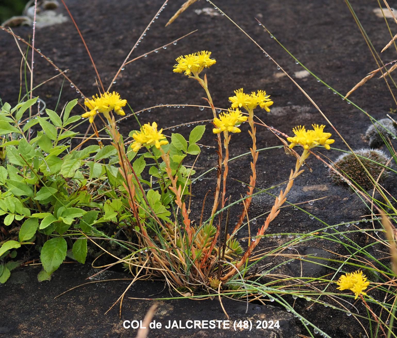 Stonecrop, Reflexed